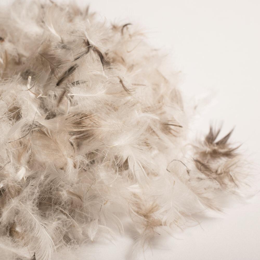 Close-up of soft feather and down filling
