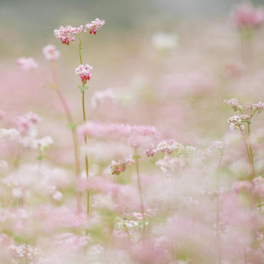 Buckwheat flowers in a field