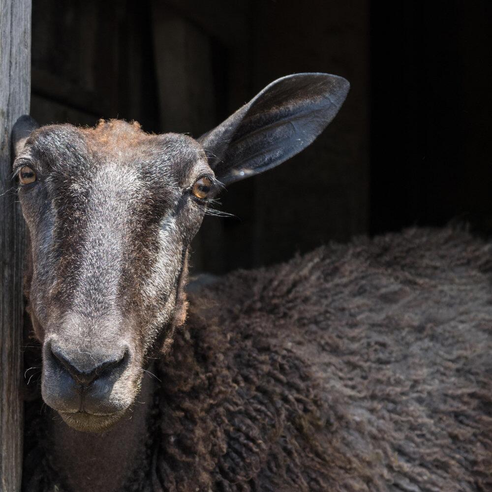 Brown fleeced Bluefaced Leicester ram