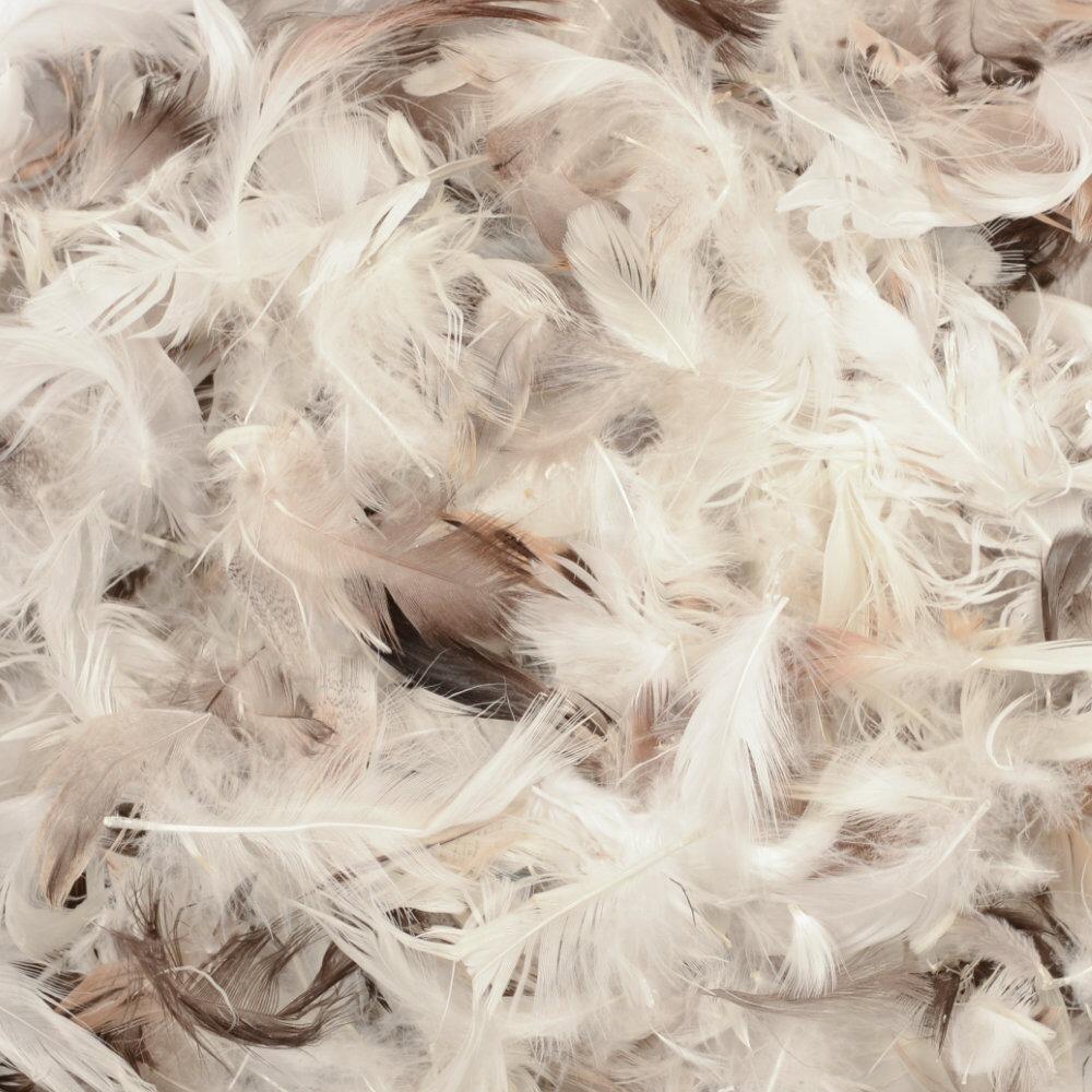 Close-up of natural duck feather filling