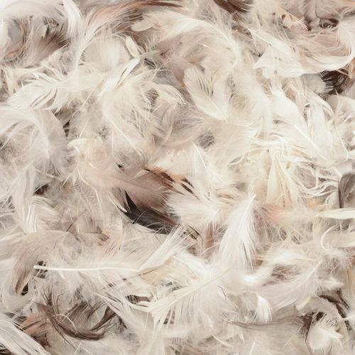 Close-up of natural duck feather filling