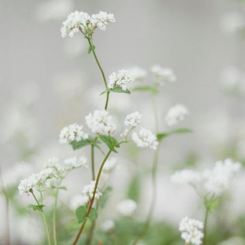 Buckwheat plant used in buckwheat pillows