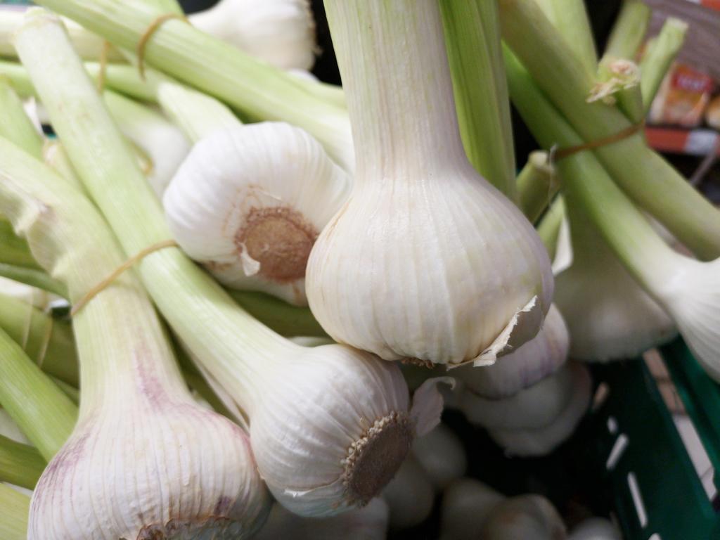 Nature's Antibiotic