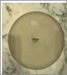 Adelfa Cresta Flat Plate 27cm (Pack of 6) - ADFCRS27DZ - 6