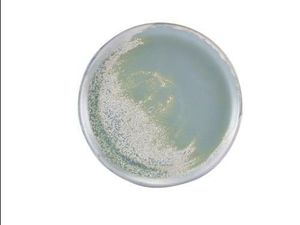 Terra Porcelain Seafoam Coupe Plate 27.5cm (Pack of 6) - 1