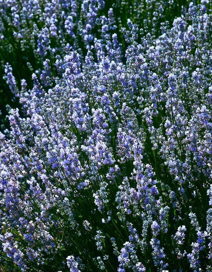 Lavender - May delivery