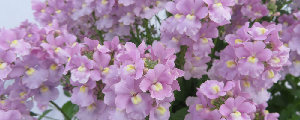 Nemesia - April delivery
