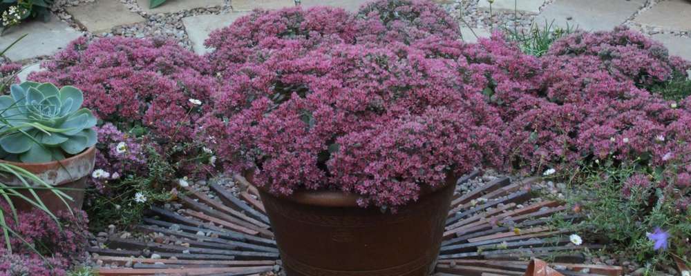 Sedum - August delivery