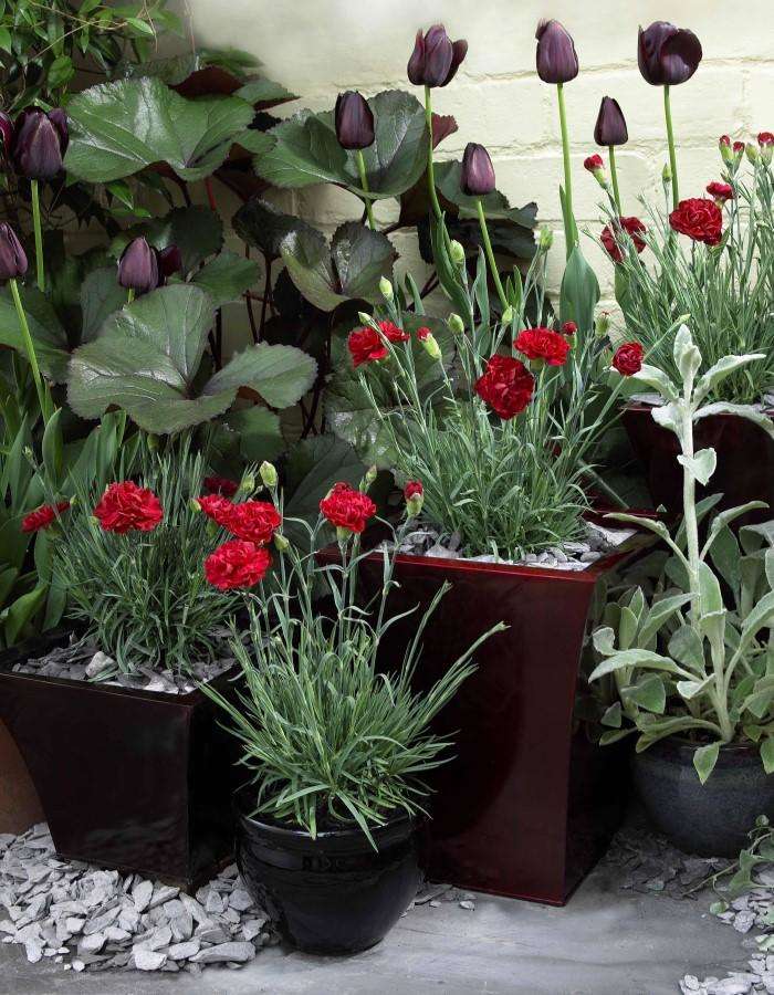 Dianthus - April delivery