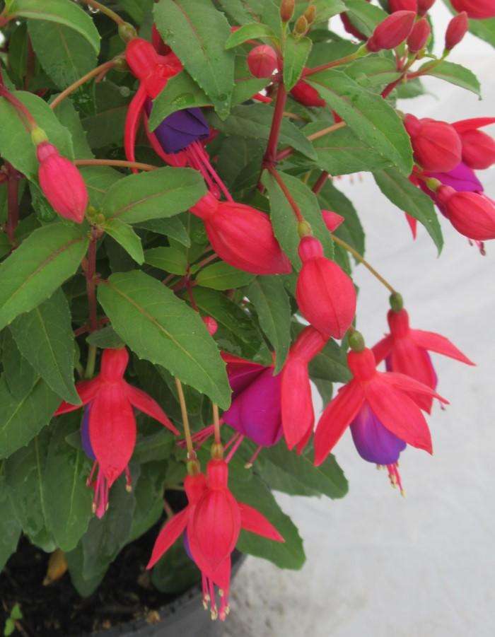 Fuchsia - May delivery