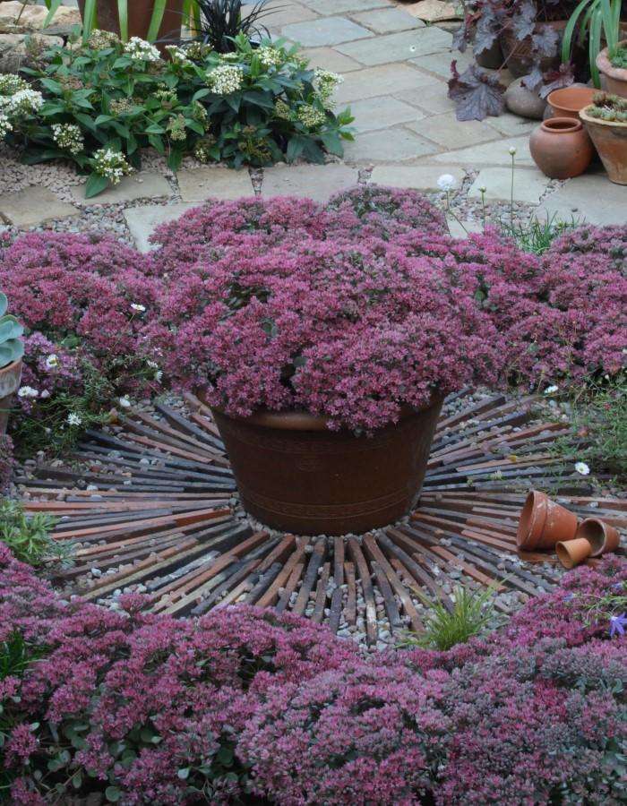 Sedum - August delivery
