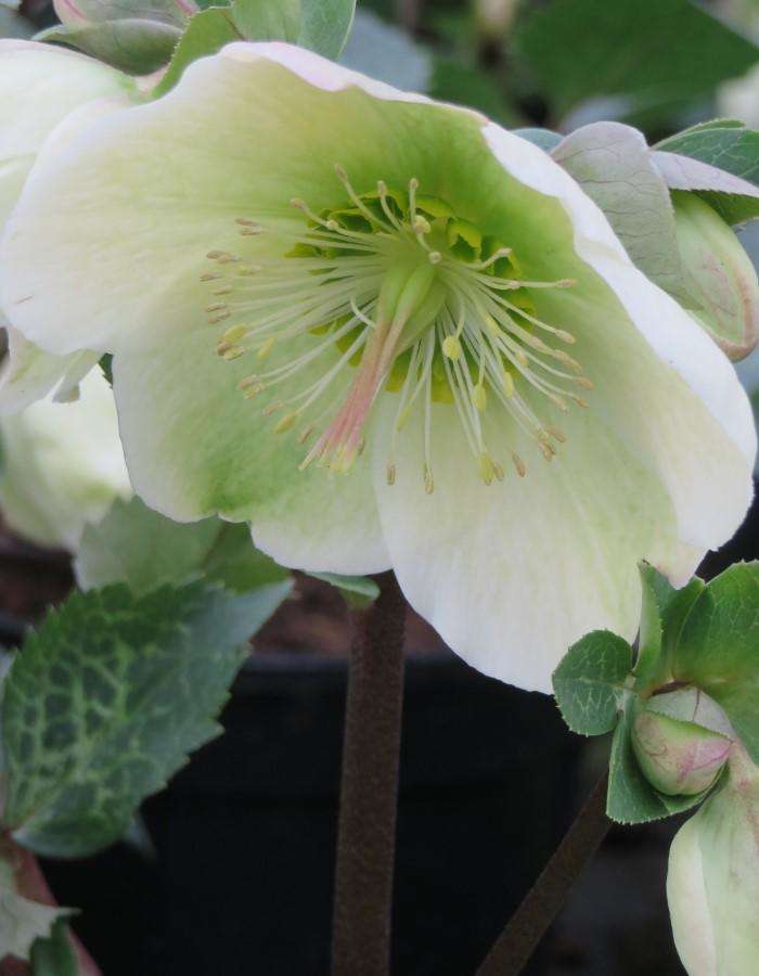 Helleborus - August delivery