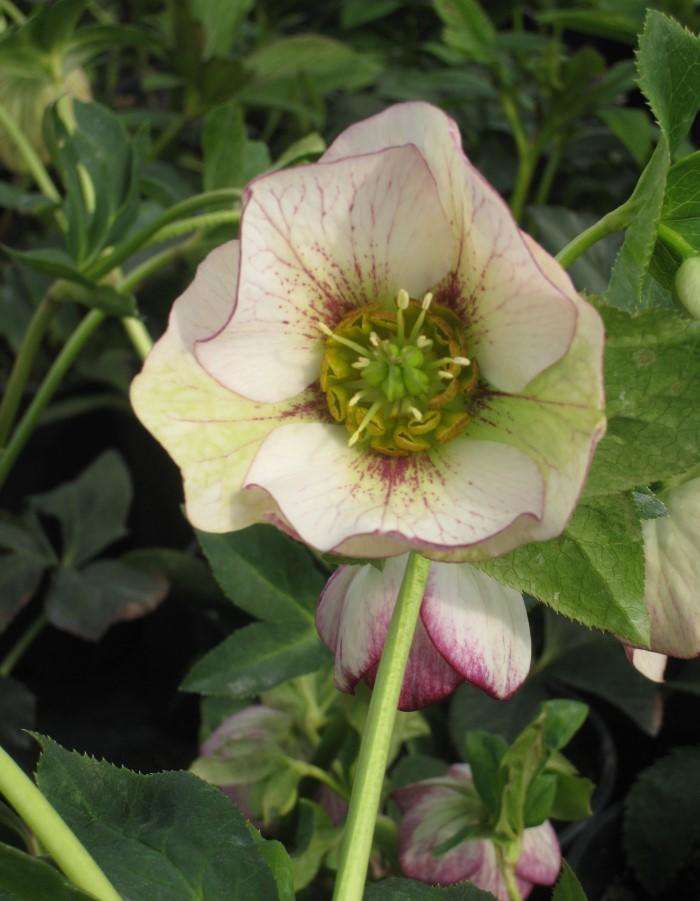 Helleborus - August delivery