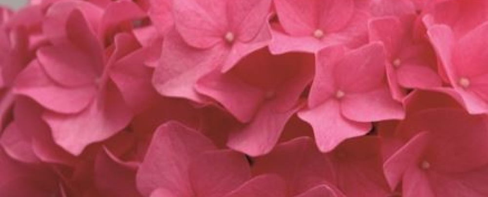 Hydrangea - July delivery
