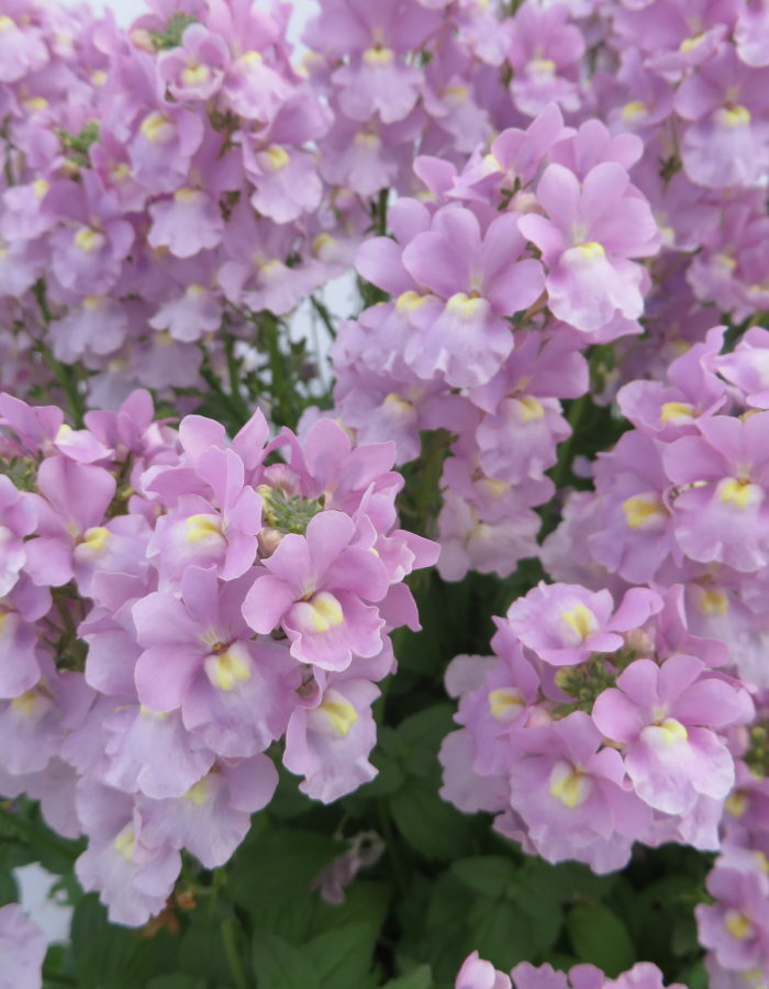 Nemesia - April delivery