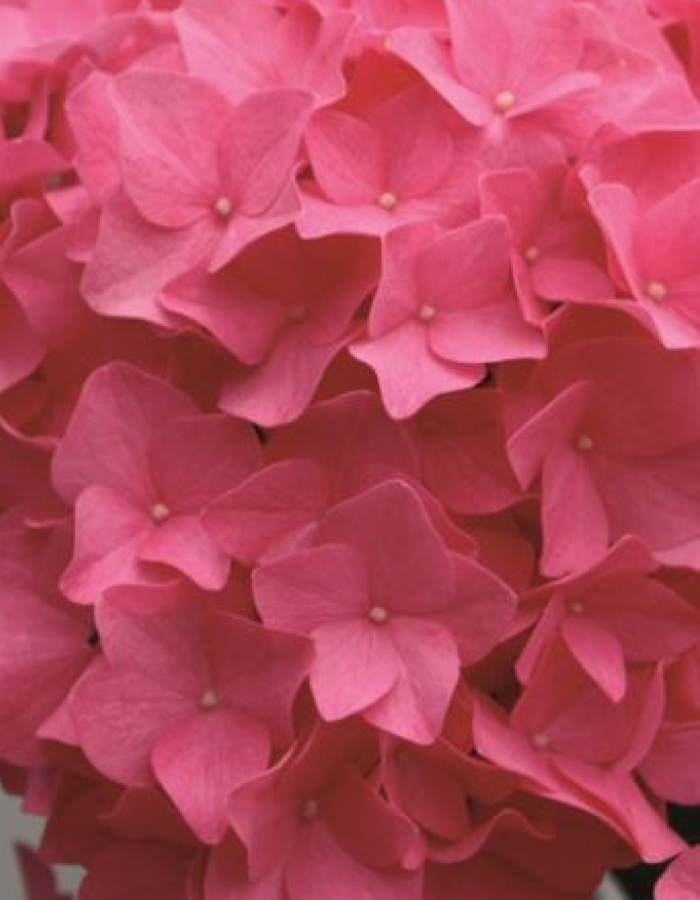 Hydrangea - July delivery