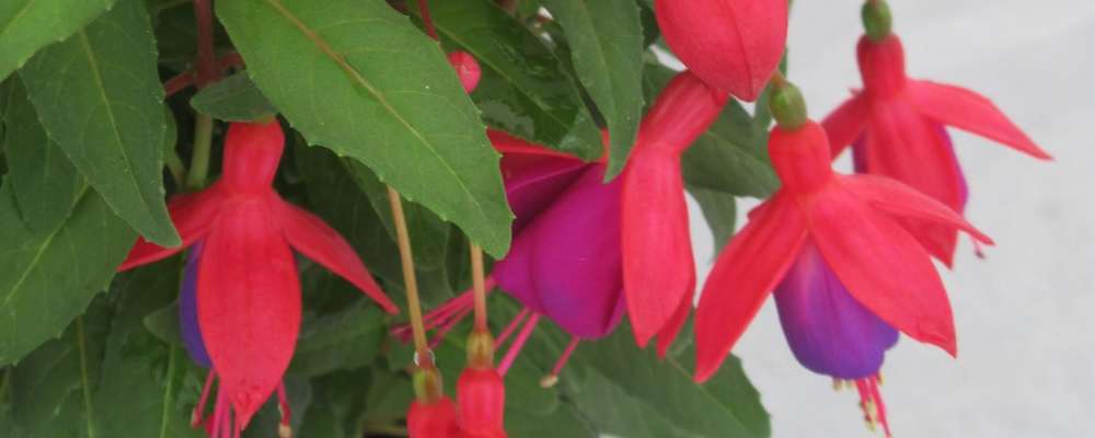 Fuchsia - May delivery