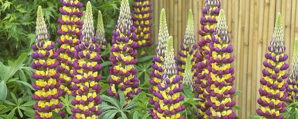 Lupin - April delivery