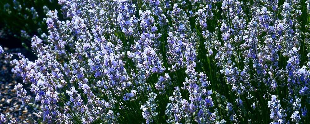 Lavender - May delivery