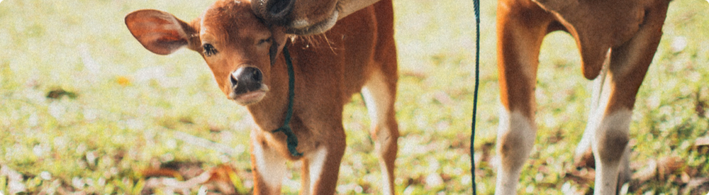 All profits from your purchases help Animal Aid campaign for a cruelty-free world. Thank you for shopping with us!