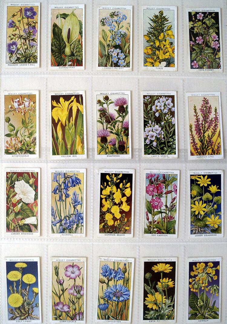 Complete Set of 50 'Wild Flowers' Wills Cigarette Cards (1936) Complete Set of 50 'Wild Flowers' Wills Cigarette Cards (1936)