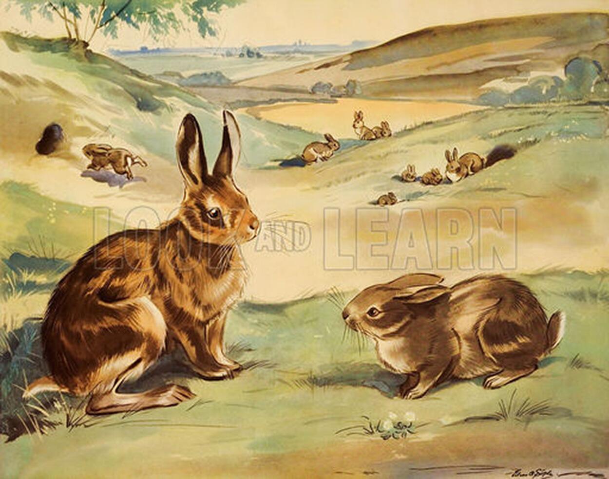 Eileen Soper artist biography Eileen Soper artist biography