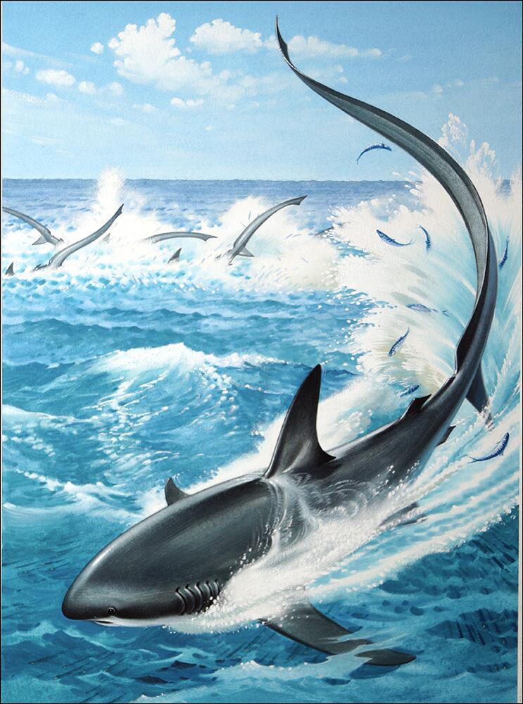 Thresher Sharks Targeting a Dolphin art by Bernard Long Thresher Sharks Targeting a Dolphin art by Bernard Long