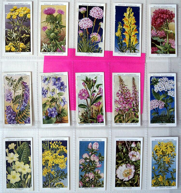 Complete Set of 50 'Wild Flowers' Wills Cigarette Cards (1936) Complete Set of 50 'Wild Flowers' Wills Cigarette Cards (1936)