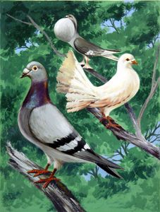 The Varieties of British Pigeons art by 20th Century unidentified artist The Varieties of British Pigeons art by 20th Century unidentified artist