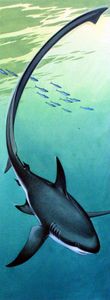 Thresher Shark art by Bernard Long Thresher Shark art by Bernard Long