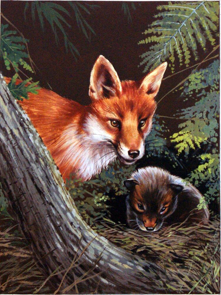 Fox and cub art by William Francis Phillipps Fox and cub art by William Francis Phillipps
