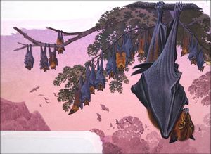 The Upside Down World of the Fruit Bat art by Bernard Long The Upside Down World of the Fruit Bat art by Bernard Long