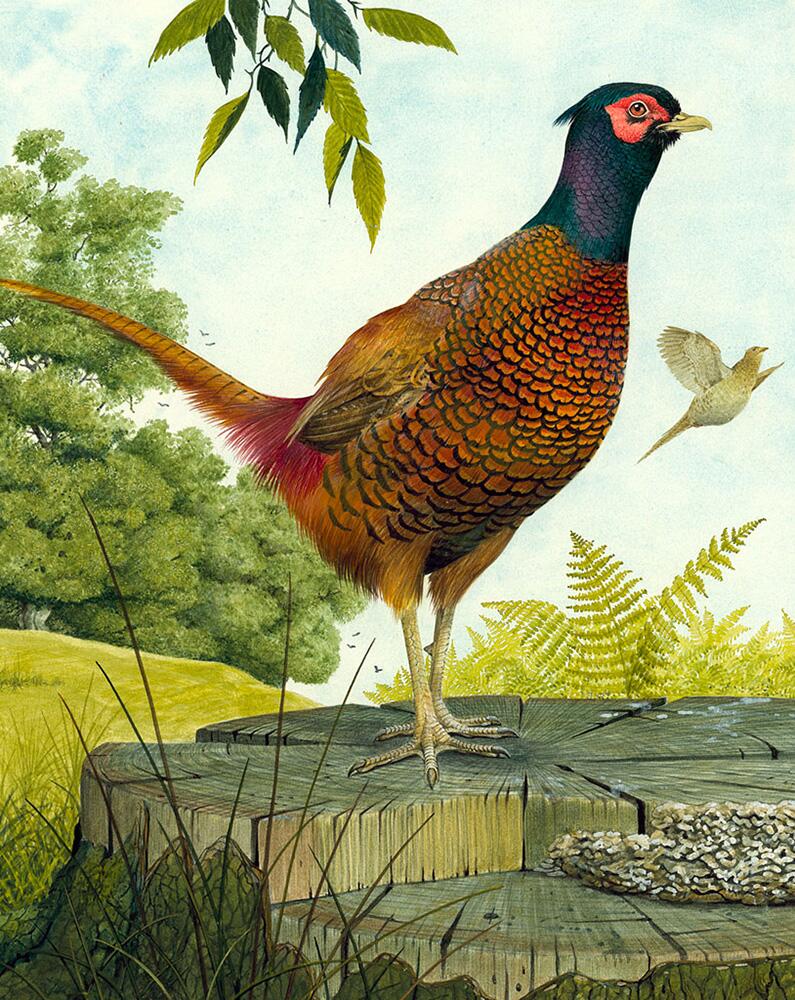 Cock Pheasant art by Kenneth Lilly Cock Pheasant art by Kenneth Lilly