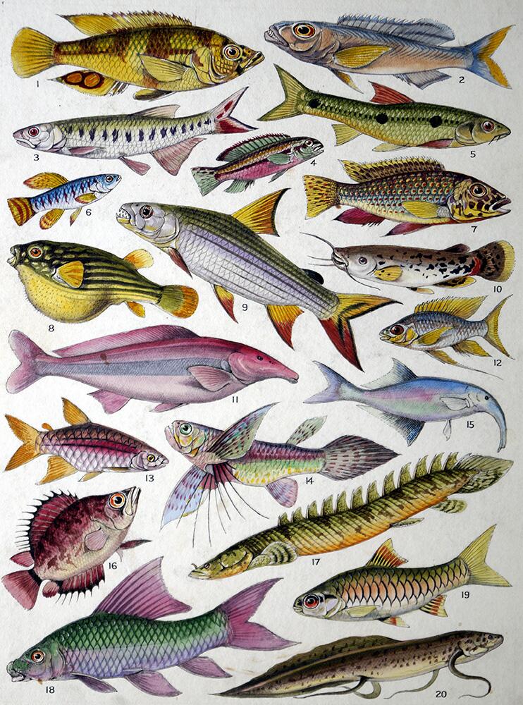 Fresh Water Fishes of the Empire - African art by James Green Fresh Water Fishes of the Empire - African art by James Green
