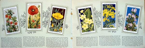 Complete Set of 50 Wild Flowers Cigarette cards in album (1936) by Various Complete Set of 50 Wild Flowers Cigarette cards in album (1936) by Various