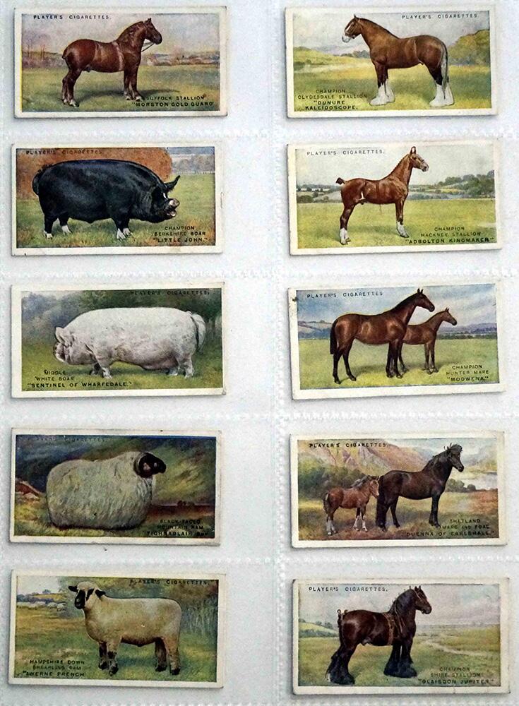 Full Set of 25 Cigarette Cards: British Livestock (1915) by Various Full Set of 25 Cigarette Cards: British Livestock (1915) by Various