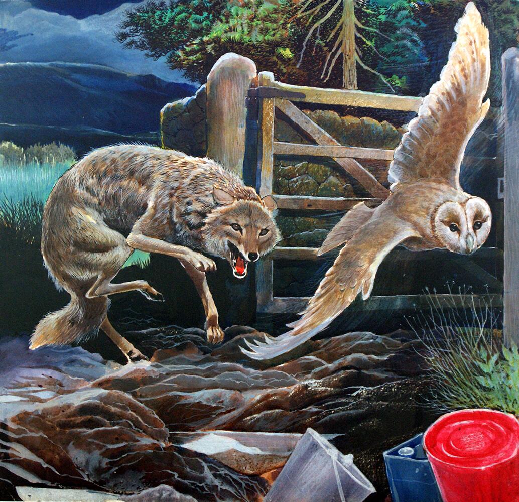 Owl and Fox art by G W Backhouse Owl and Fox art by G W Backhouse
