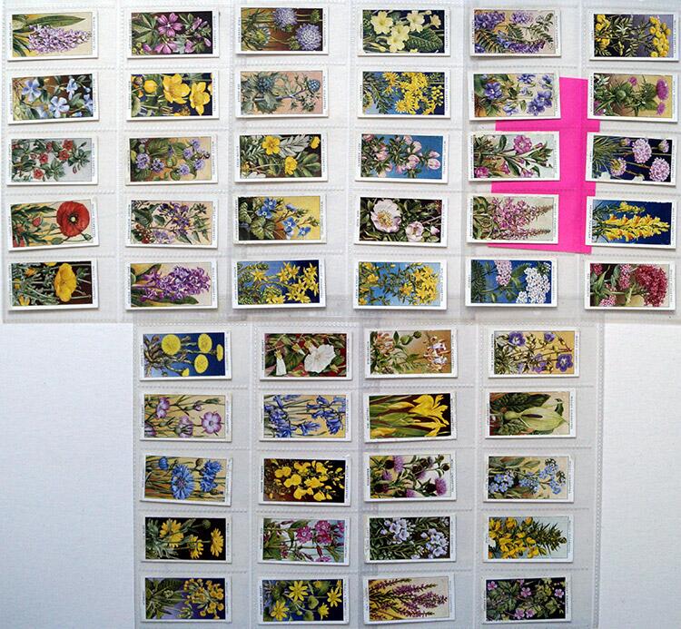 Complete Set of 50 'Wild Flowers' Wills Cigarette Cards (1936) Complete Set of 50 'Wild Flowers' Wills Cigarette Cards (1936)