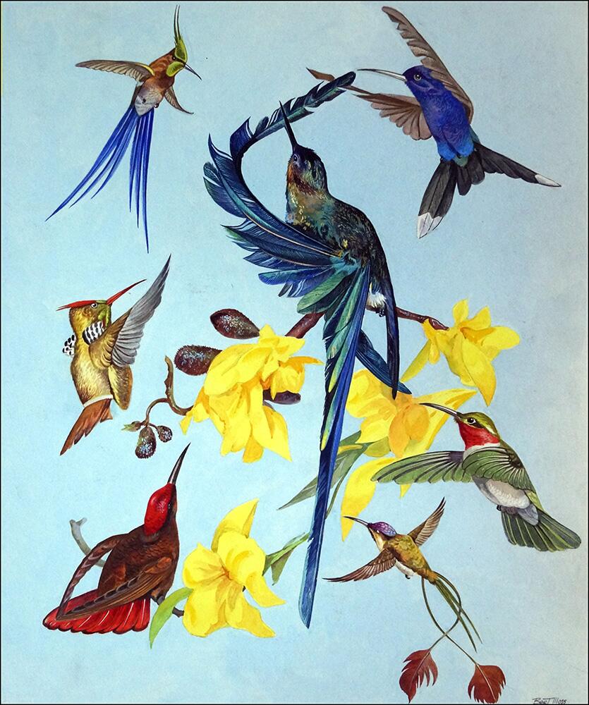 All Sorts of Humming Birds art by Bert Illoss All Sorts of Humming Birds art by Bert Illoss