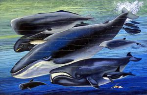The Whale Family art by Bernard Long The Whale Family art by Bernard Long