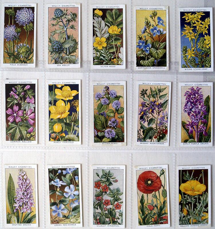 Complete Set of 50 'Wild Flowers' Wills Cigarette Cards (1936) Complete Set of 50 'Wild Flowers' Wills Cigarette Cards (1936)