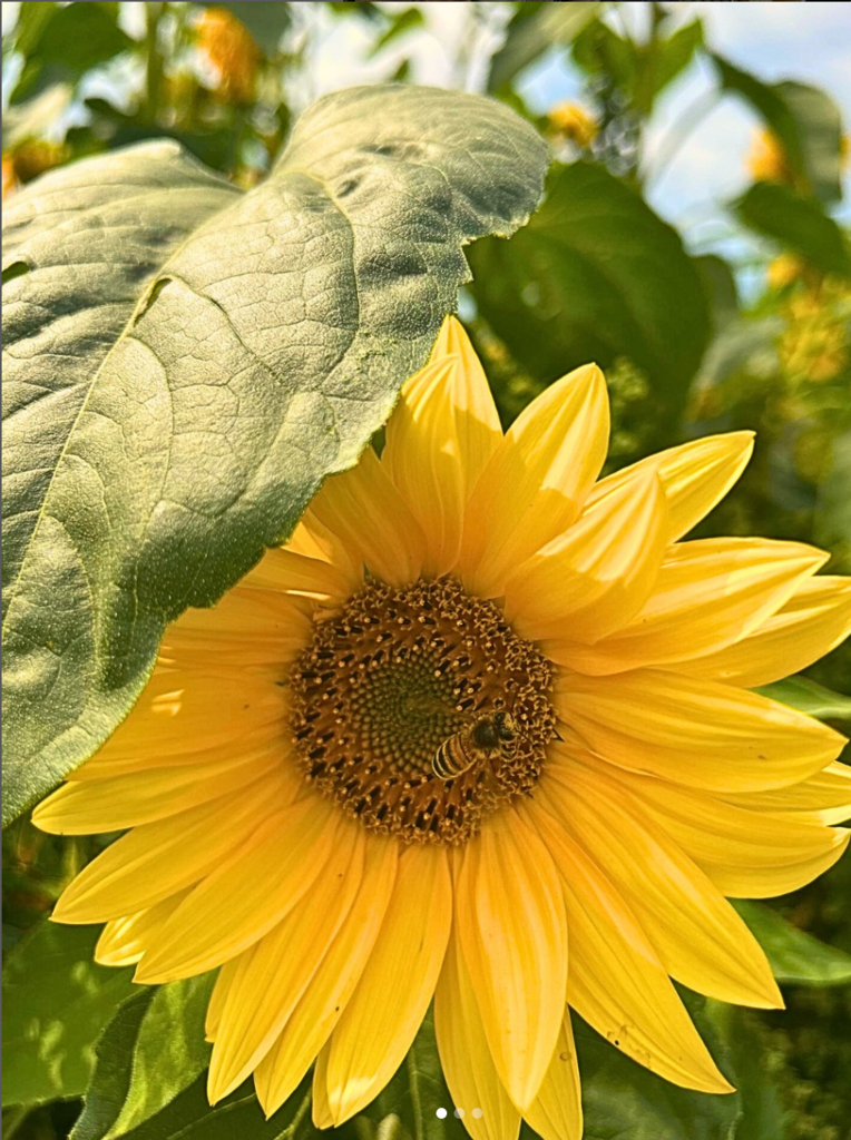 Look at these gorgeous sunflowers at Libby's Farm!