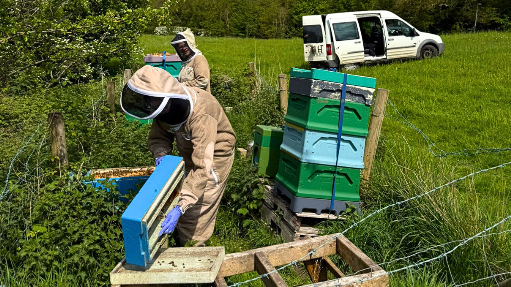From Hive to Jar: How We Harvest Our Honey