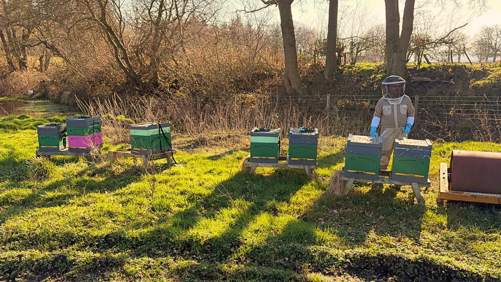 Inside the Hive: What Bees Are Up to This Summer