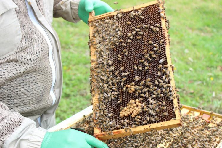 Why Choose Happy Valley Over Supermarket Honey Suppliers