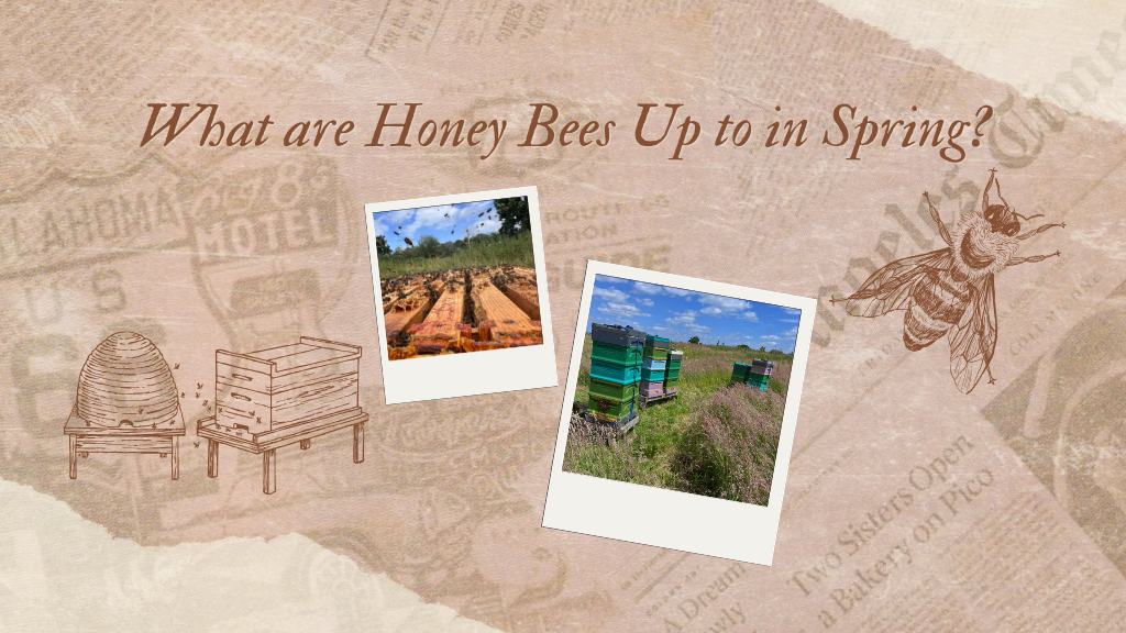 What are Honey Bees Up to in Spring?
