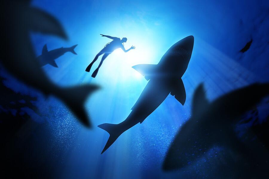 Why Are There No (Dangerous) Sharks Around Britain?