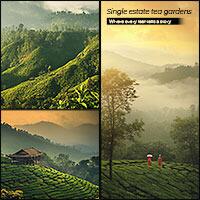 Single Estate Tea Gardens: Where Every Leaf Tells a Story