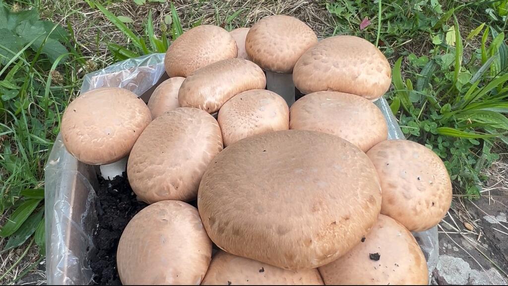 Are Mushrooms High in Fibre?