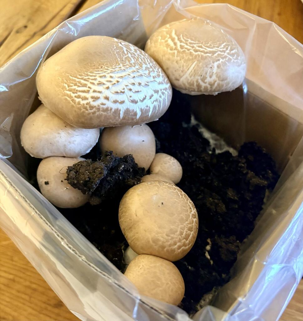 AAUBlog - Merryhill Mushrooms Limited Growing Kit Review